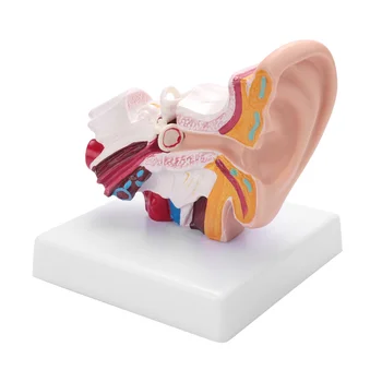 1,5-Кратная модель анатомии человеческого уха, показывающая структуру органов центрального и наружного ушей, учебные принадлежности