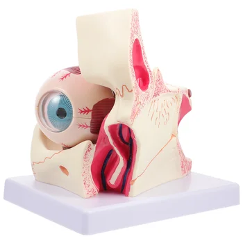 Модель глаза манекена Медицинское Обучение Патологическая Анатомия глазного яблока человека Увеличена