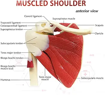 Скелет человека, плечо, лопатка, ключица, модель мышц, функциональная связка сустава, Медицинское учебное пособие